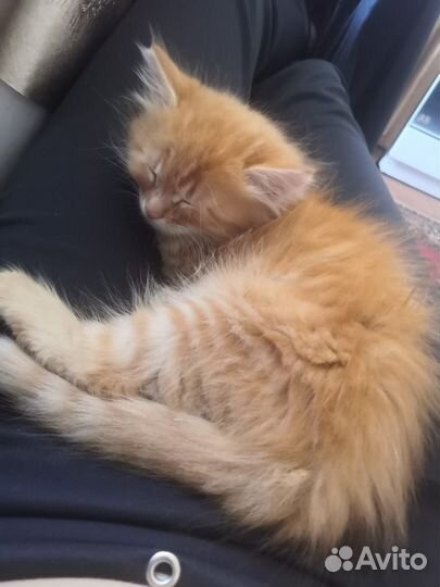 Кошка в дар бесплатно