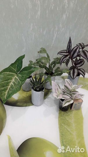 Комнатные растения, 5 шт