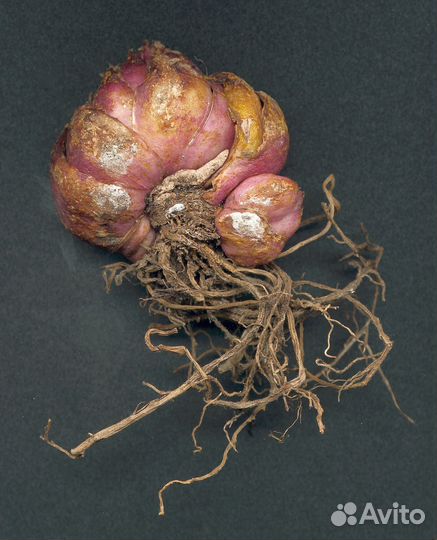 Луковицы лилии оптом