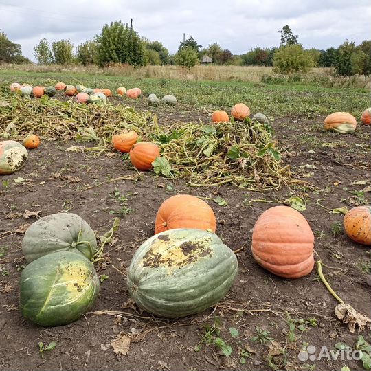 Тыква на корм