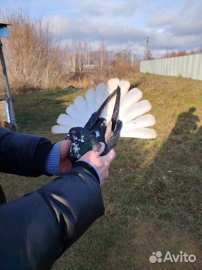 Николаевские голуби