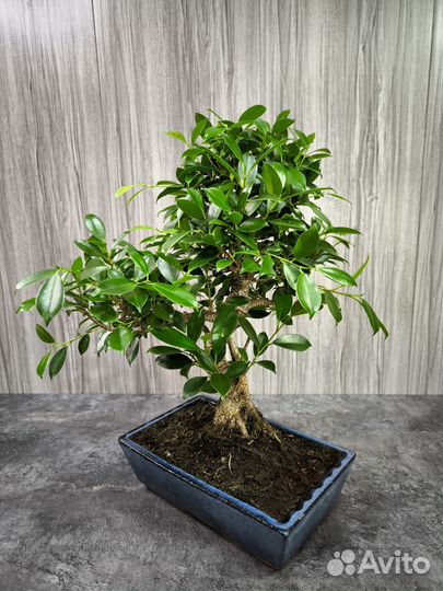 Бонсай Фикус
