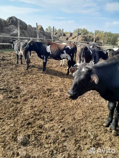 Продаю стальные тёлки