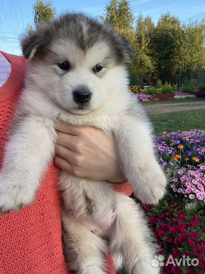 Аляскинский маламут