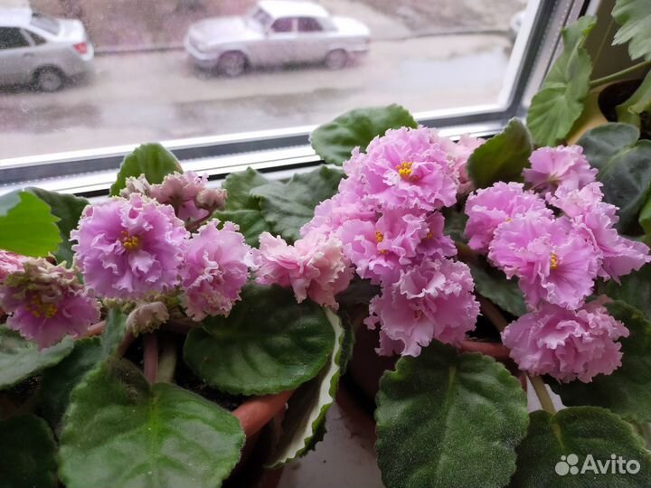 Цветущие детки фиалки Кокетка