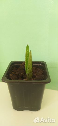 Алоэ вера растение