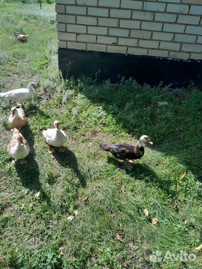 Мускусные утки