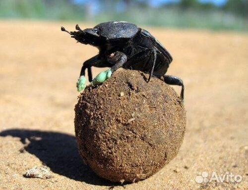 Коровий навоз сухой в мешках