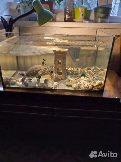 Террариум для черепахи