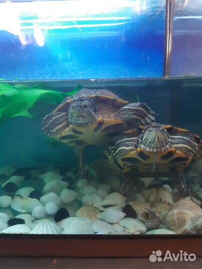 Красноухая черепаха с аквариумом