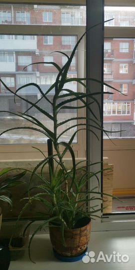 Алоэ древовидный