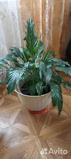 Спатефиллум