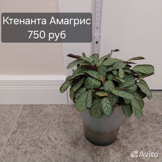 Ктенанта амагрис