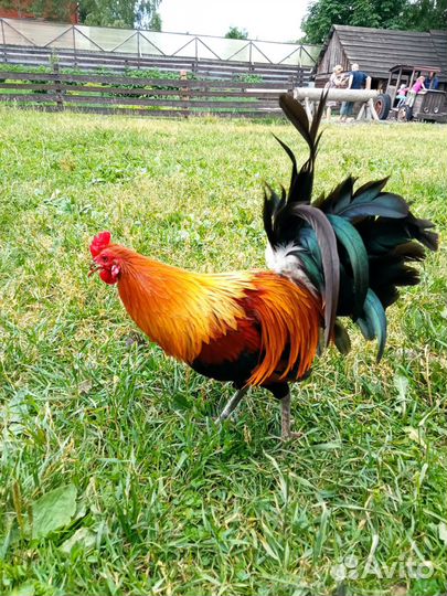 Инкубационное яйцо от настоящих несушек.Цыплята