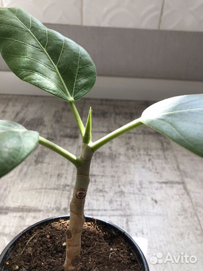 Фикус бенгальский одри