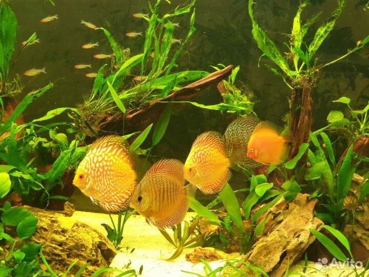 Запуск, дизайн, обслуживание аквариумов