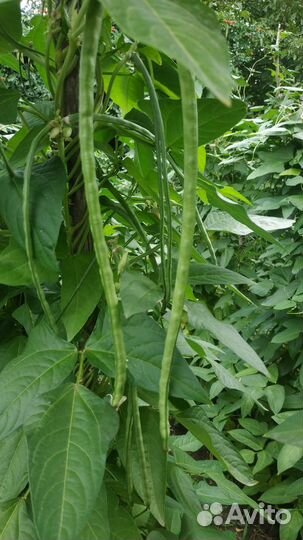 Фасоль стручковая (спаржевая)