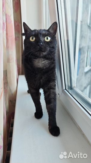 Кошка в дар бесплатно