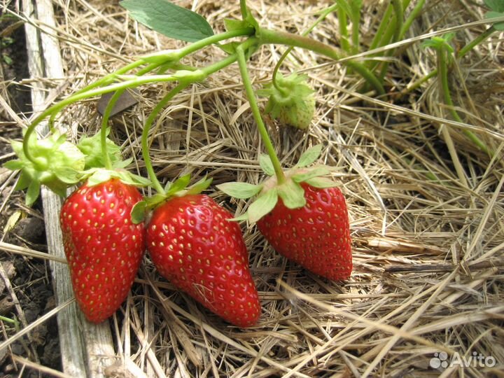 Клубника ремонтантная Мурано