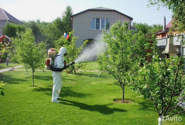 Уничтожение клопов тараканов грызунов блох клещей