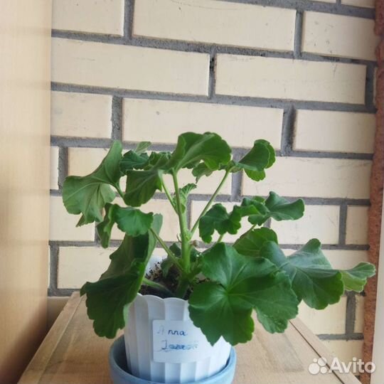 Герань пеларгония