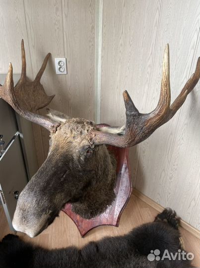 Голова лося