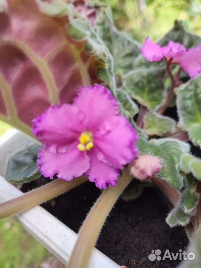 Фиалка сортовая привезу