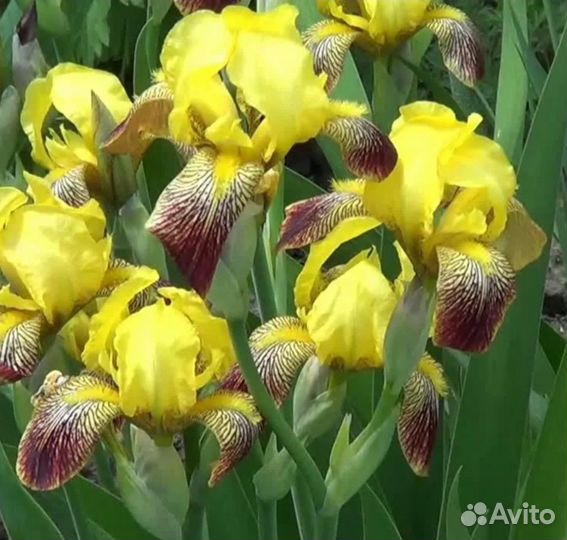 Садовые растения