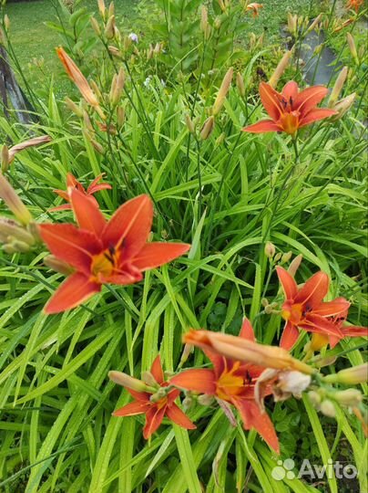 Многолетние цветы для сада