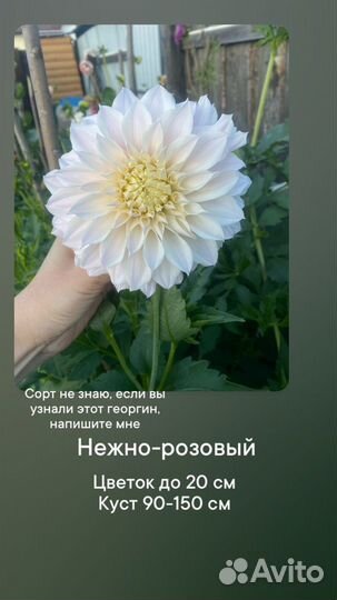 Клубни георгин