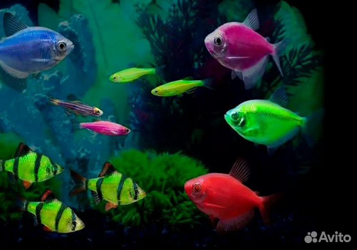 Аквариумные рыбки