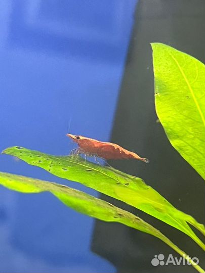 Креветки вишня