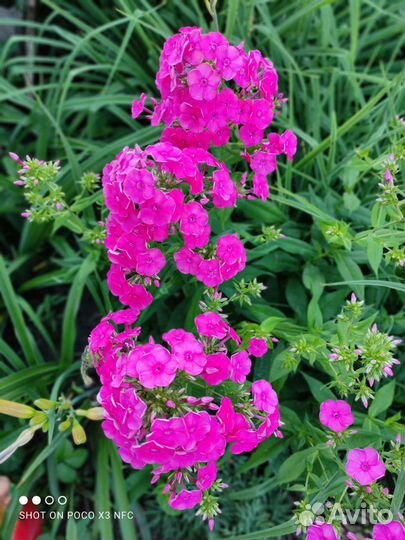 Флоксы сортовые от свободного опыления