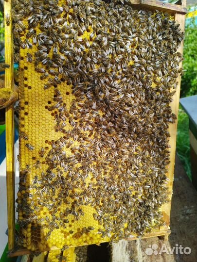 Пчелиная матка Бакфаст F-1 плодная 2023г