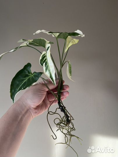 Сингониум Т 25