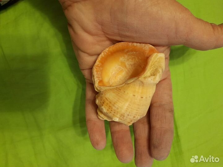 Ракушка Рапан