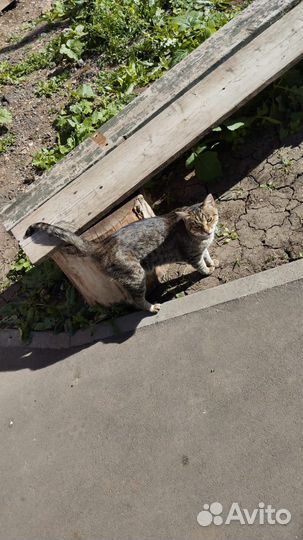 Котик в добрые руки