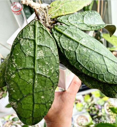 Хойя sp. Lata Iskandar A, Хойя компакта регалис