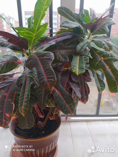 Кодиеум кротон 86 см