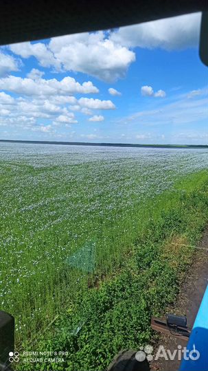 Лён семена льна