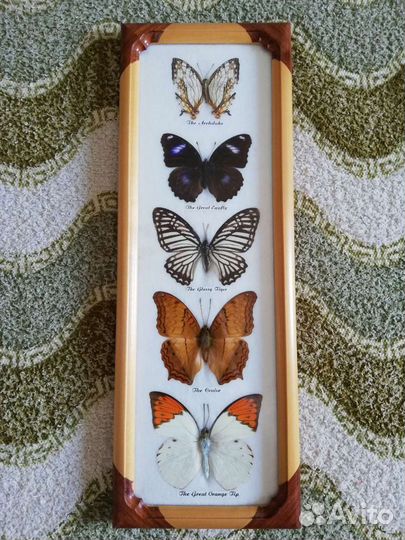 Бабочки в рамках
