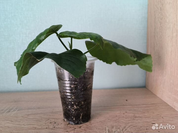 Сортовые гибискусы 2