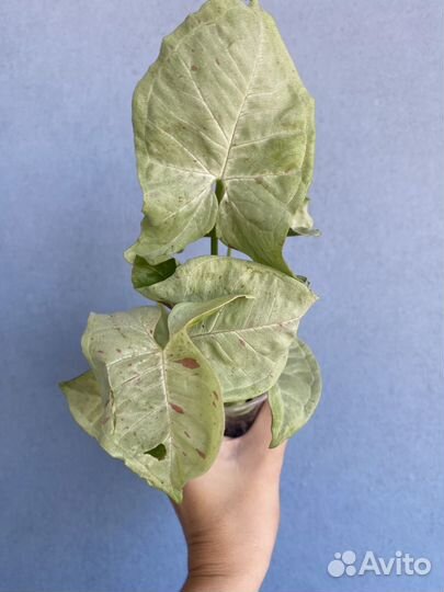 Сингониум конфетти милк