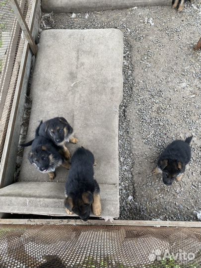Щенки немецкой овчарки