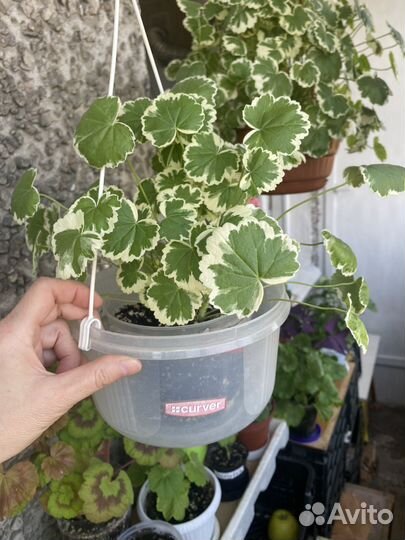 Пеларгония герань