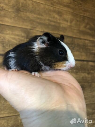 Морские свинки.1 месяц.Девчушки