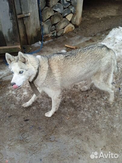 Хаски девочка