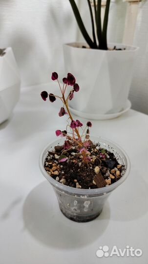 Оксалис Crazy Plum