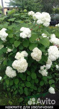 Гортензия древовидная Анабель