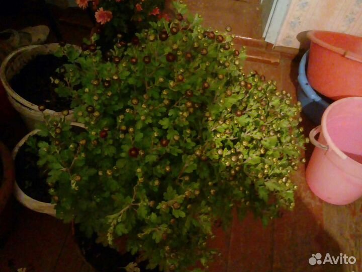 Хризантемы мультифлора